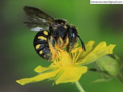 Anthidiellum boreale