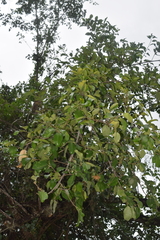 Sideroxylon palmeri
