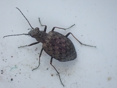 Opisthius richardsoni