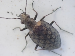 Opisthius richardsoni