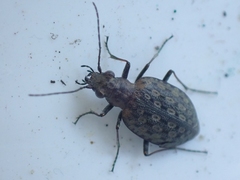 Opisthius richardsoni