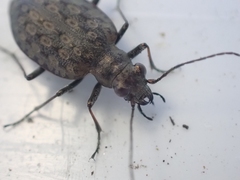 Opisthius richardsoni