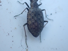 Opisthius richardsoni