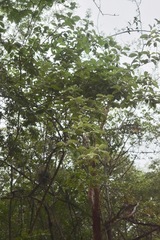 Nahuatlea magna