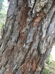 Eucalyptus botryoides