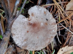 Lactarius vietus