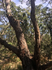 Eucalyptus botryoides