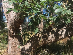 Eucalyptus botryoides