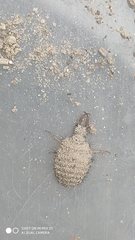 Myrmeleon formicarius