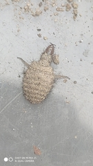 Myrmeleon formicarius