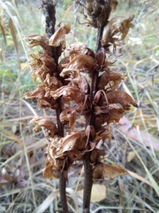 Orobanchaceae