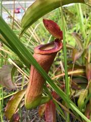Nepenthes mirabilis