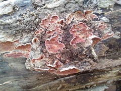 Merulius tremellosus