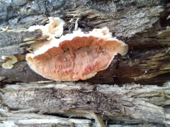 Merulius tremellosus