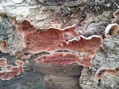 Merulius tremellosus