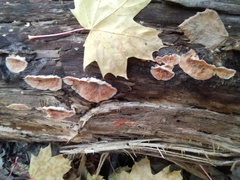 Merulius tremellosus