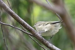 Chlorodrepanis flava