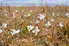 Cyanella alba alba