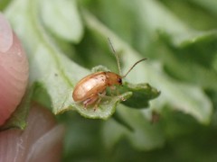 Longitarsus jacobaeae
