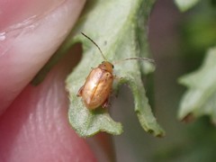 Longitarsus jacobaeae
