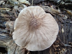 Pluteus