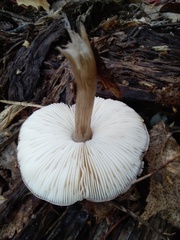 Pluteus