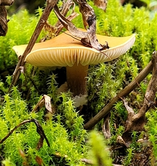 Cystoderma carcharias