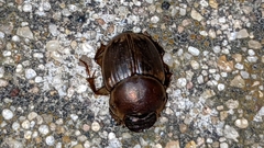 Digitonthophagus