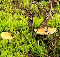 Cystoderma carcharias