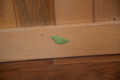 Tanaoctenia haliaria