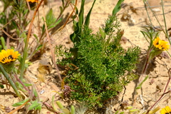 Chamarea snijmaniae