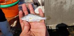 Stellifer lanceolatus