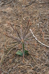 Ammocharis longifolia
