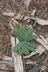 Ammocharis longifolia