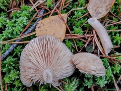 Lactarius vietus