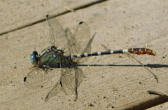 Erpetogomphus lampropeltis natrix