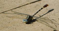 Erpetogomphus lampropeltis natrix
