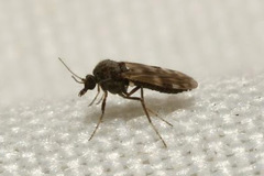Culicoides