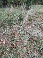 Phalaris arundinacea picta