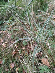 Phalaris arundinacea picta