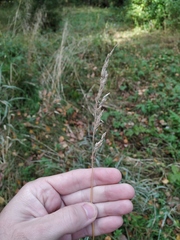 Phalaris arundinacea picta