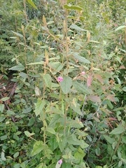 Howittia trilocularis