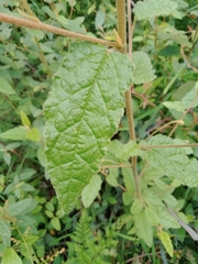 Howittia trilocularis