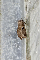 Plagiomimicus pityochromus