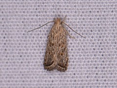 Helcystogramma chambersella