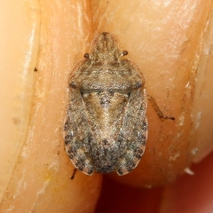 Sciocoris macrocephalus