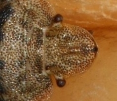 Sciocoris macrocephalus