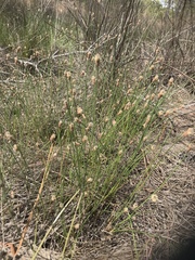Eleocharis tricostata