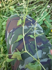 Atriplex prostrata latifolia