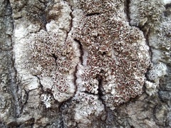 Lecanoromycetes